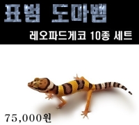 레오파드 게코 + 10종세트